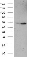 eRF1 Antibody