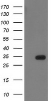 HDHD2 Antibody