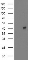 EB2 Antibody