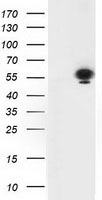 TP53 Antibody