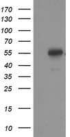 p53 Antibody