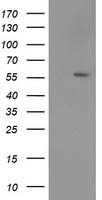 p53 Antibody