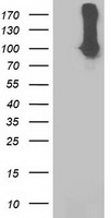 STAT5A Antibody