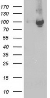 STAT5A Antibody
