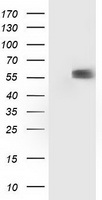 p53 Antibody