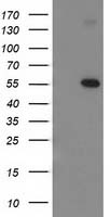 p53 Antibody