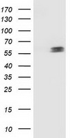 p53 Antibody