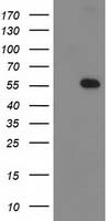 p53 Antibody