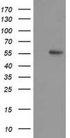 TP53 Antibody