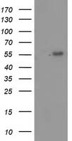 p53 Antibody