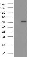 p53 Antibody