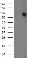 STAT5A Antibody