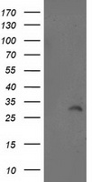 ITM2B Antibody
