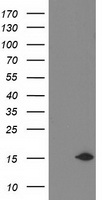 NDUFA7 Antibody