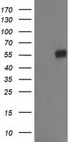 GBA3 Antibody