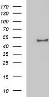 NECAB1 Antibody