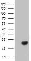 Destrin Antibody