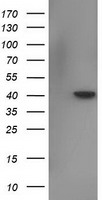 NECAB1 Antibody