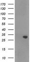 NORE1 Antibody