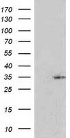 RASSF5 Antibody