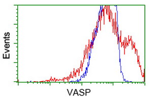 VASP Antibody