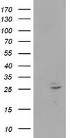 POLR2E Antibody