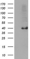 SERPINB4 Antibody