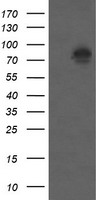 CTNNB1 Antibody