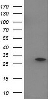 EIF4EL3 Antibody