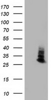 Aquaporin 1 Antibody