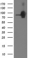 CTNNB1 Antibody
