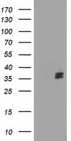 NUDT6 Antibody