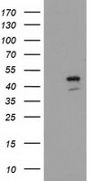 SERPINB4 Antibody