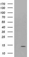 ATP6V1F Antibody