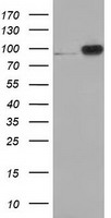 beta Catenin Antibody