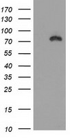beta Catenin Antibody