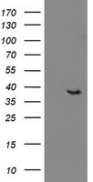 Hsp40 Antibody