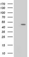 PACSIN3 Antibody