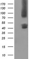 GPHN Antibody