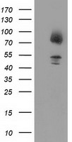 GPHN Antibody