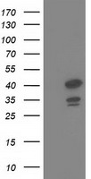 Hsp40 Antibody