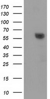 Dystrobrevin alpha Antibody