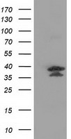 VSIG2 Antibody