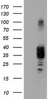 NHEJ1 Antibody
