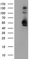SNX8 Antibody