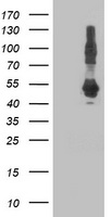 DNAJA2 Antibody