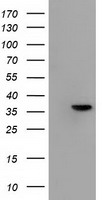 Annexin A3 Antibody