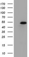 Syntrophin alpha 1 Antibody