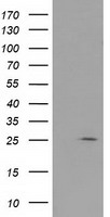 RABL2A Antibody