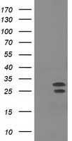 XLF Antibody